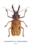 macrodontia cervicornis